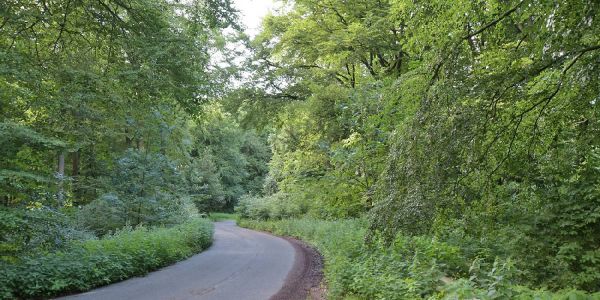 Der Wald an der Kuhtrift. Foto: mag Kuhtrift: Streit nach aus für Kletterpark geht in die nächste Runde