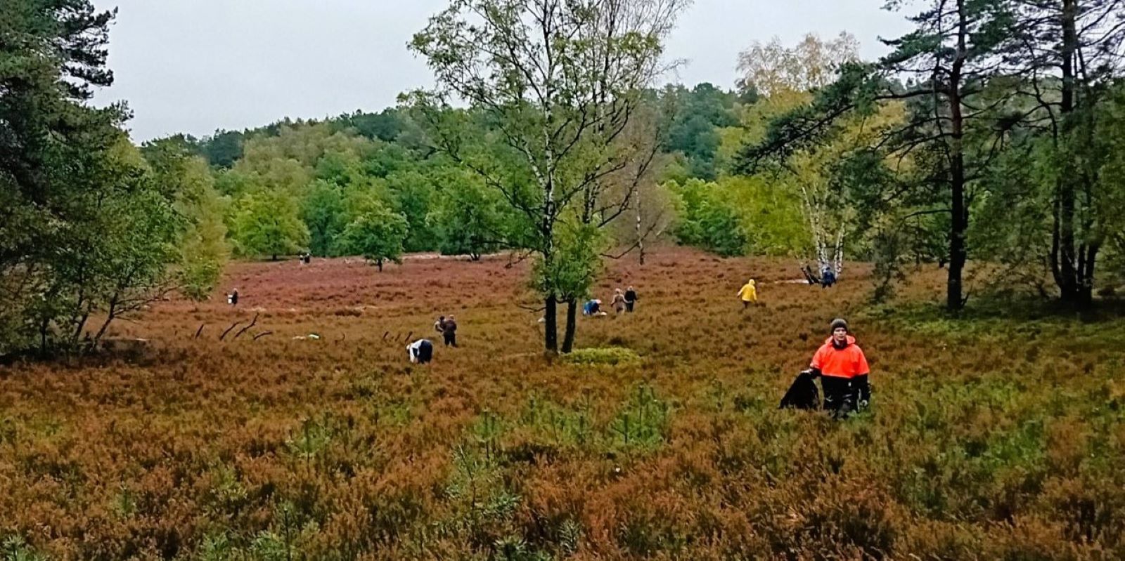 Pflegeeinsatz der NABU-Gruppe Süd zum Erhalt der Fischbeker Heide am 19.10.2024