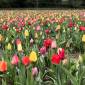 Wie schön ist das denn: Vor den Toren Harburgs blühen die Tulpenfelder