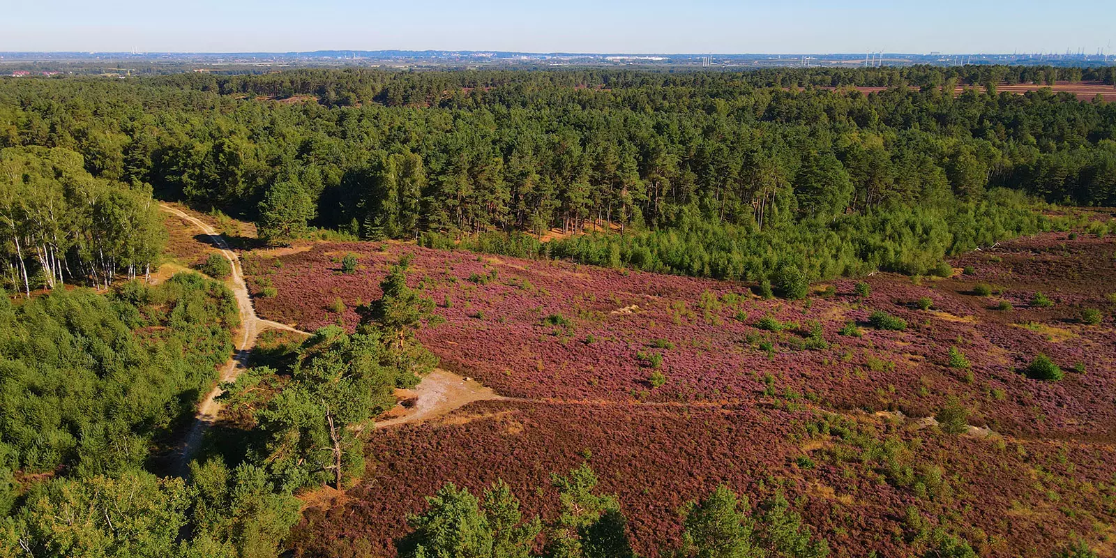 Der Bereich, in dem ein Mischwald entstehen soll. Foto: Landkreis Harburg