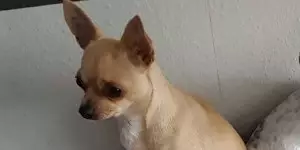 Chihuahua Penny