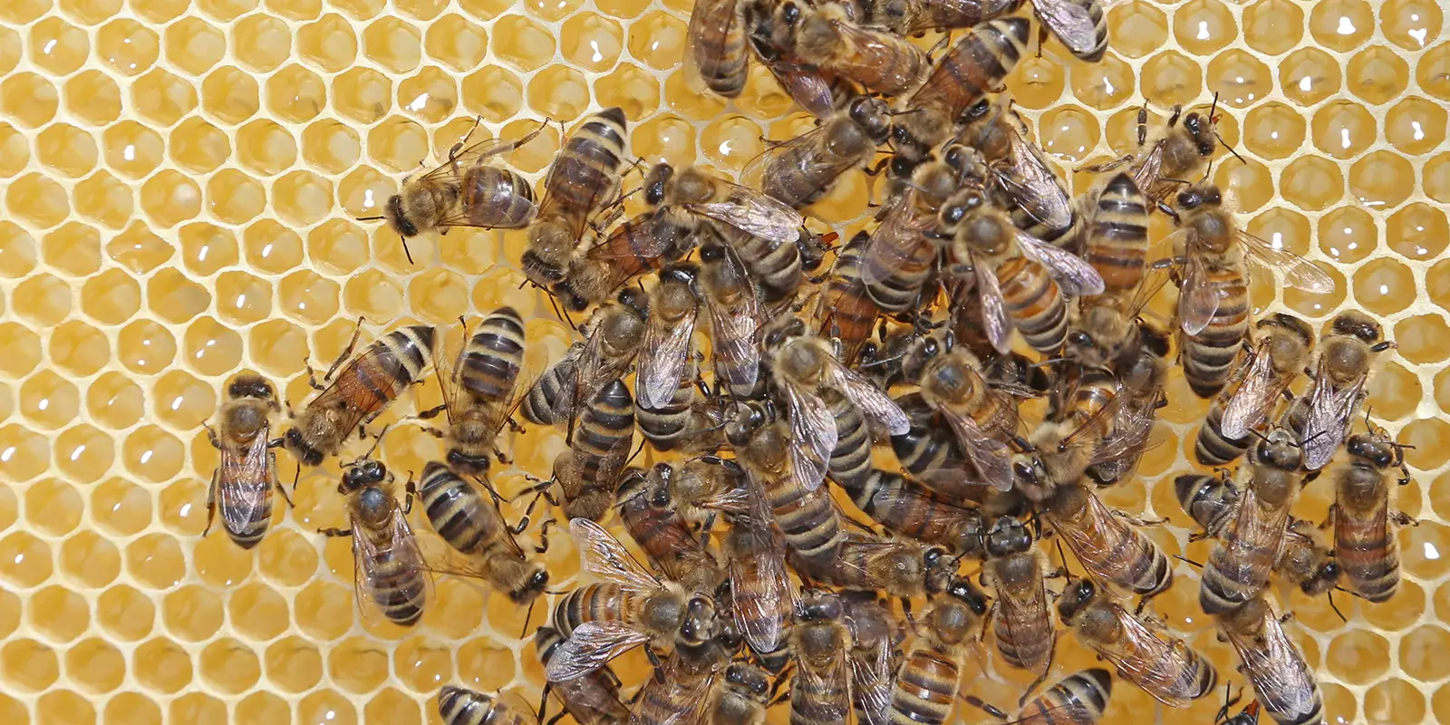 Bienen. Foto: zv