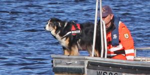 Der Australian Sheperd will beschäftigt werden 