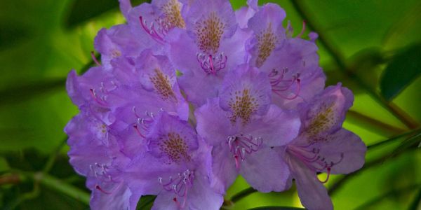 Foto: André Zand-Vakili Wann sollten Blumenzwiebeln gesetzt werden?
