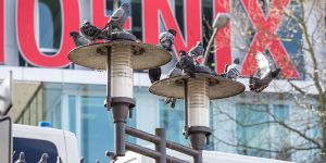 SPD und Grüne: Gemeinsame Sorge um die Stadttaube