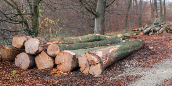 Starke Buchenstämme liegen abfuhrbereit am Waldweg. Jetzt beginnt die Laubholzernte im Fleestedter Höpen. Foto: Philipp von Ditfurth/ Forstamt Sellhorn Fällarbeiten im Fleestedter Höpen: Jetzt beginnt die Laubholzernte