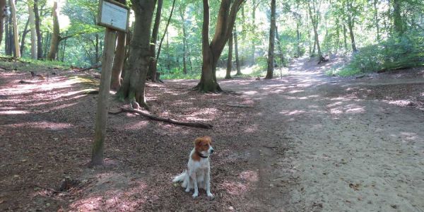 Mischlingshündin Lizzie ist gerade „Mittäterin“ einer Ordnungswidrigkeit: Sie sitzt ohne Leine außerhalb der Hundeauslaufzone. Foto: mag Hund vor Hundeauslaffläche