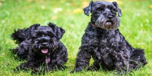 6 must haves für Hundebesitzer