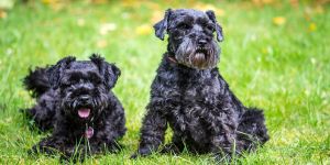 Wir sind jetzt ein Rudel - wie man einen Hund in den Familienalltag aufnimmt