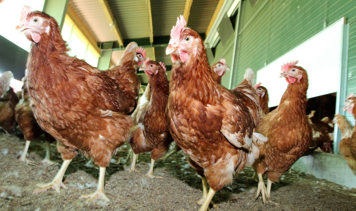 Ab sofort gillt die Stallpflicht für Geflügel im gesamten Landkreis Harburg. Foto: Chrisitan Bittcher Ab sofort gillt die Stallpflicht für Geflügel im gesamten Landkreis Harburg. Foto: Chrisitan Bittcher