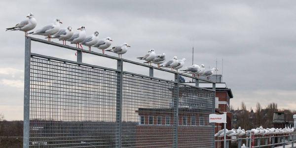 Bei dem Schietwetter bleiben sogar Harburgs Möwen am Boden