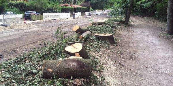 Mehrere alte Bäume wurden für Ausbau des Ehestorfer Wegs gefällt