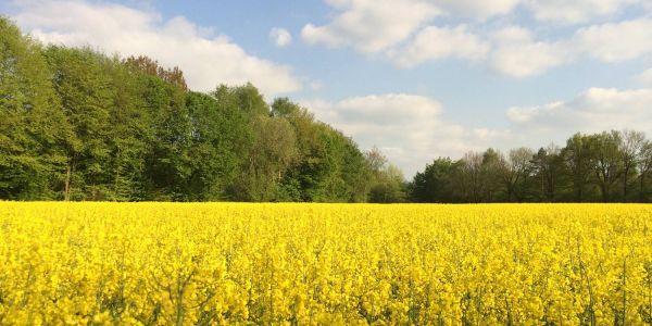 Auch am Vahrendorfer Stadtweg in Appelbüttel blüht es in diesem Jahr goldgelb.