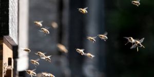 Bienen