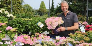 Beet-Geschichten von harburg-aktuell: Hortensien und Japanischer Ahorn