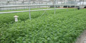 Cannabis-Legalisierung wieder gescheitert – aber CBD ist so beliebt wie nie zuvor