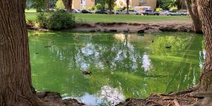 Algen-Alarm im Ütschendiek: Teich schimmert leuchtend Grün