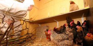 Die Geflügelpest hat jetzt auch den Landkreis Harburg erreicht