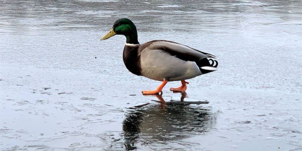 Eiszauber: Dauerfrost zaubert dünne Eisschicht auf die Außenmühle