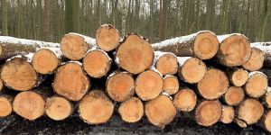 Verminderte Standsicherheit: In Hörsten müssen 30 Birken gefällt werden