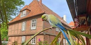 Gestatten "Rio" - Ein "Zugeflogener" ist Harburgs erster Altstadt-Papagei