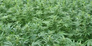 Heimfeld: Polizei entdeckt Hanfplantage an der Haakestraße