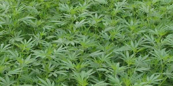 Hausbruch: Polizei hebt riesige Hanfplantage in Bürogebäude aus