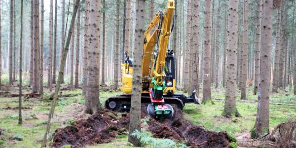 Einsatz für den 14-Tonnen-Bagger: Weißtannen für den Wald von morgen