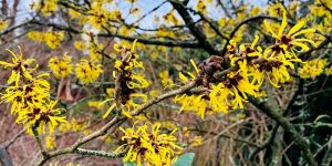 Temperatur-Sturz: Nach milden Start ins Jahr meldet sich der Winter zurück