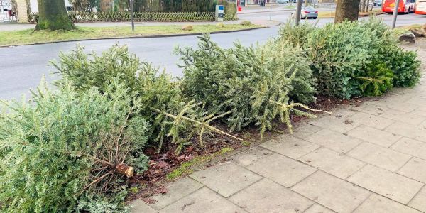 Abholung der Weihnachtsbäume: Das sind die Termine für ihren Stadtteil
