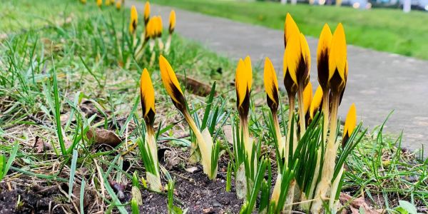 Auf den Beet-Terrassen zum Zugang des Alten Harburger Friedhofs blühen bereits jetzt die ersten Krokusse. Foto: Christian Bittcher Verrücktes Wetter: Die ersten Frühlingsboten sind schon da
