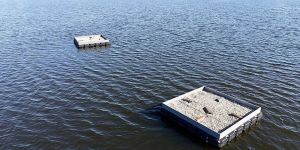 Schwimmende Inseln für seltene Vögel: Künstliche Brutplätze geschaffen