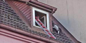 Eißendorf: Katzenrettung bringt Katze erst in eine gefährliche Situation