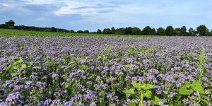 Lila Blütenzauber im Hochsommer: Jetzt wird es wieder richtig heiß