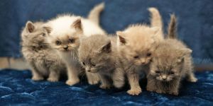 Katzenbabys im Stadtpark ausgesetzt: Tierschutzverein sucht Zeugen