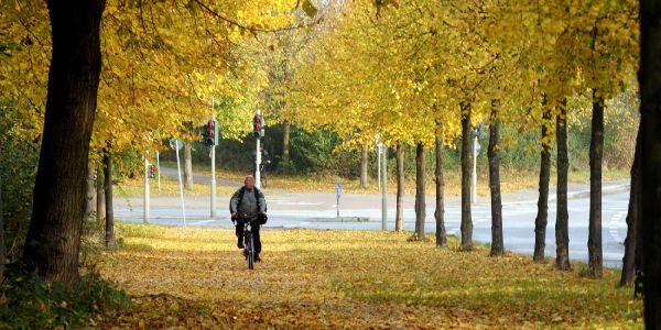 An diesen Tagen werden die Laubsäcke in Ihrem Stadtteil abgeholt