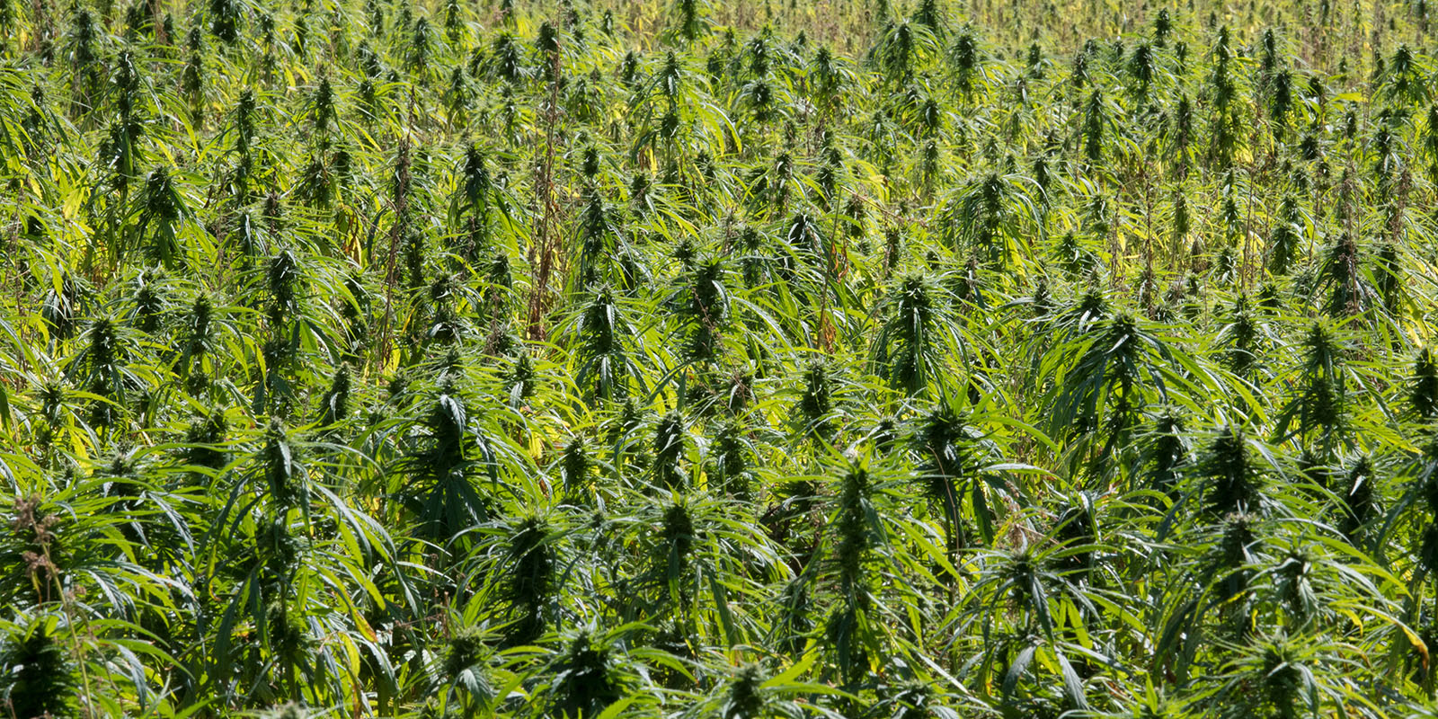 CBD-Blüten kaufen: Handverlesene CBD-Blüten lassen sich mittlerweile online kaufen