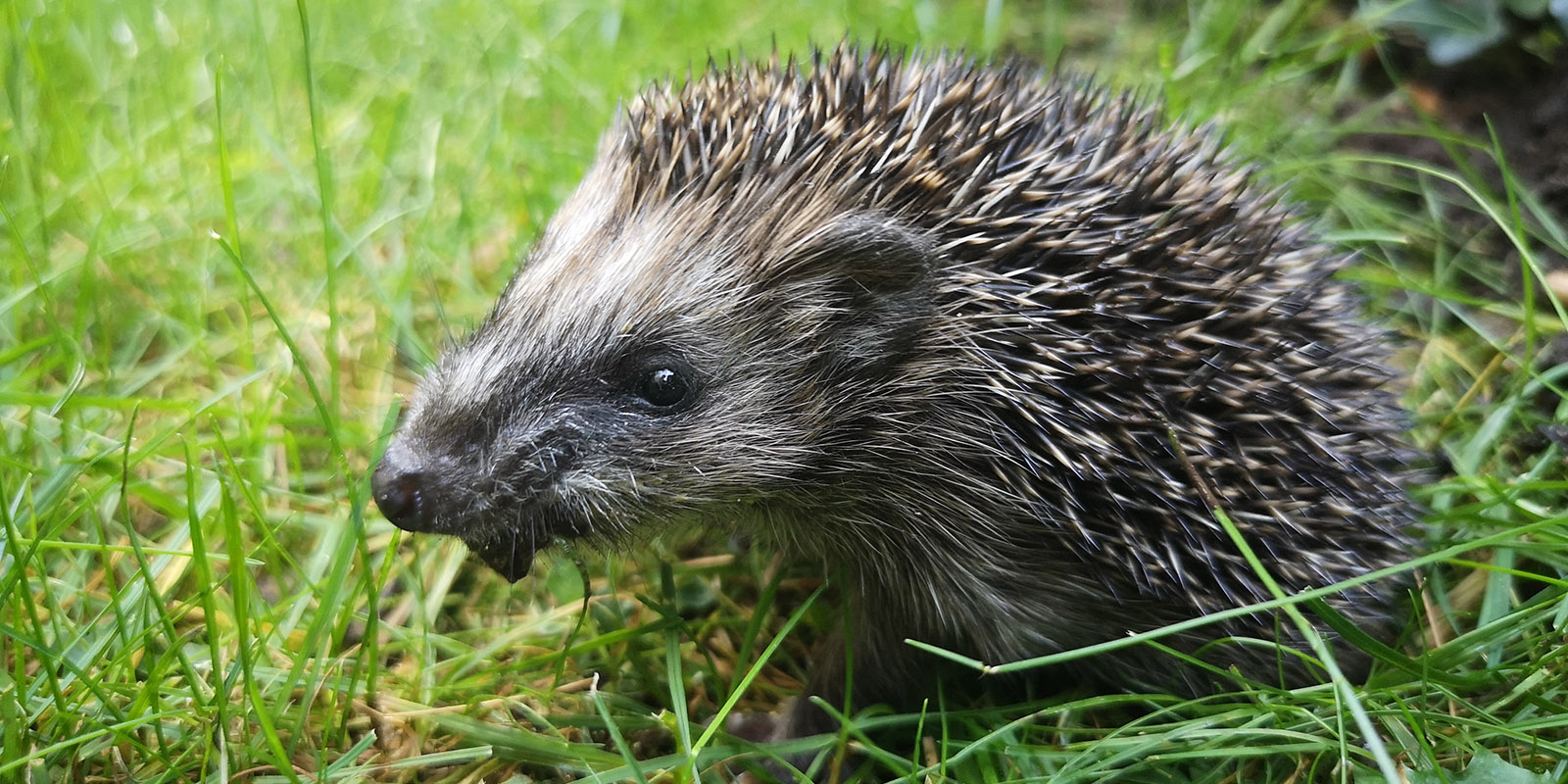 Igel-Saison im vollen Gange: Doch wann brauchen die kleinen Stacheltiere wirklich Hilfe?
