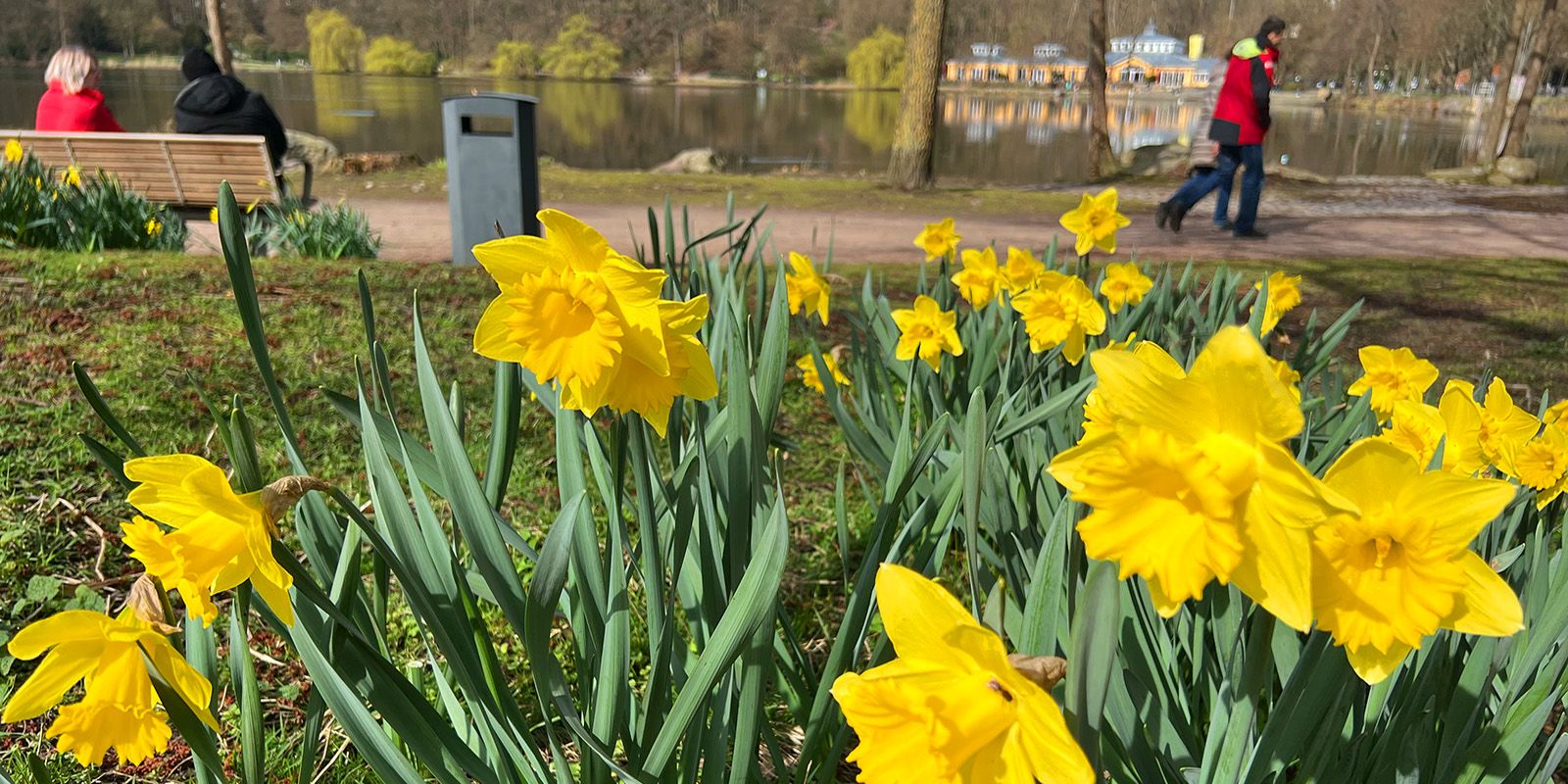 Am Außenmühlenteich blühen die Narzissen. Foto: zv Am Außenmühlenteich blühen die Narzissen. Foto: zv