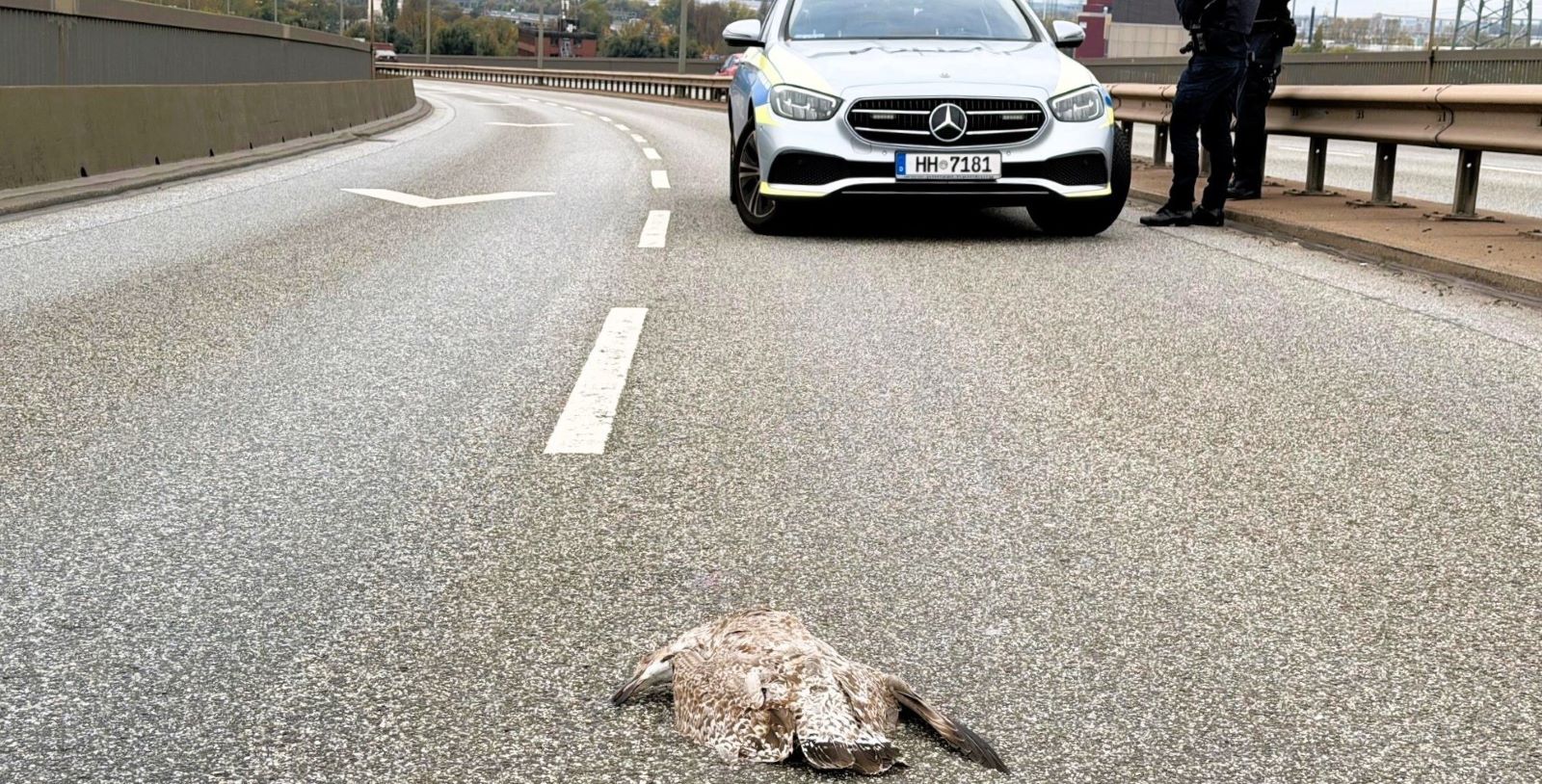 Möwe stürzt auf die Köhlbrandbrücke: Verdacht auf Vogelgrippe