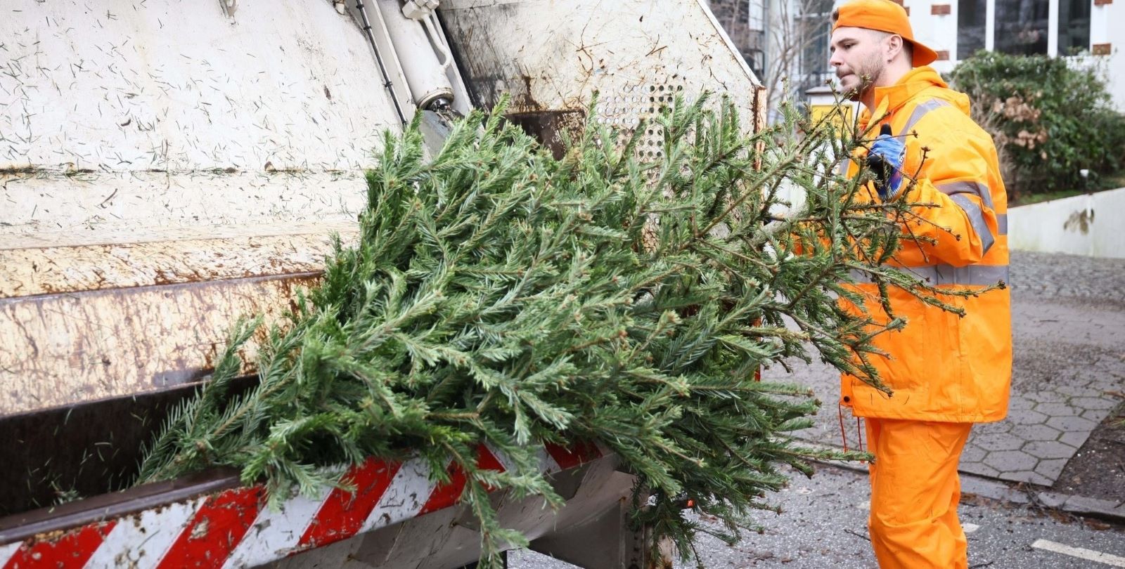 Zwei Termine pro Stadtteil: Dann holt die Stadtreinigung den Weihnachtsbaum ab