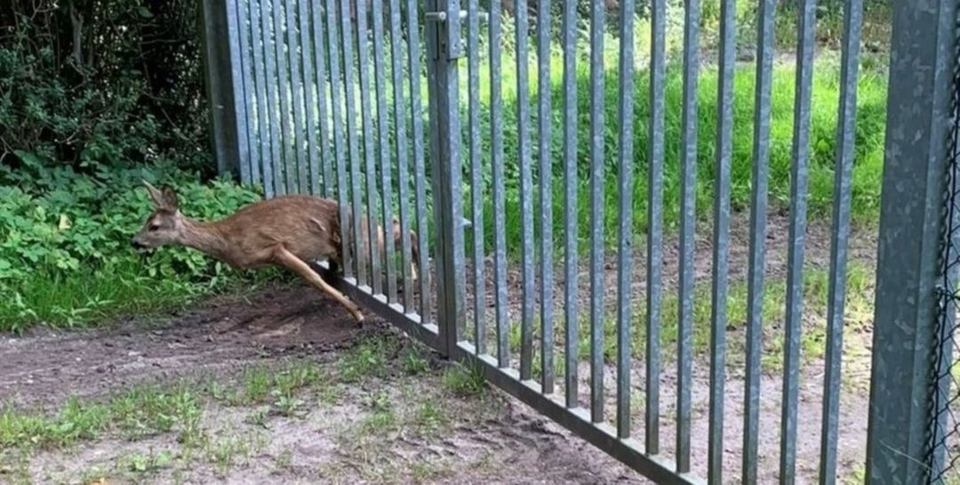 Reh steckt in Friedhofstor fest: Geglückte Tierrettung in Jesteburg