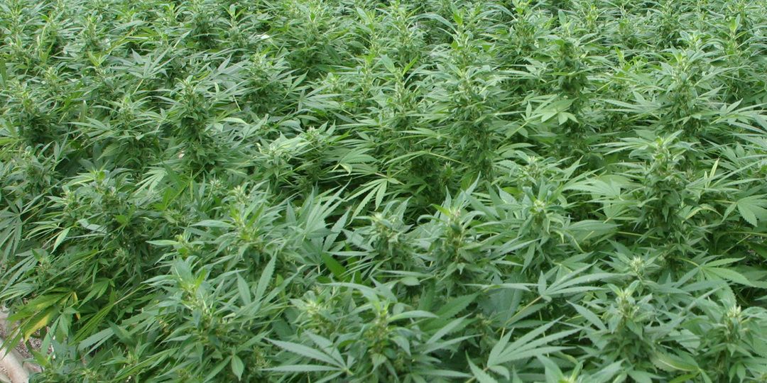 Cannabis nach der Legalisierung: Dürfen Samen jetzt legal online gekauft werden?