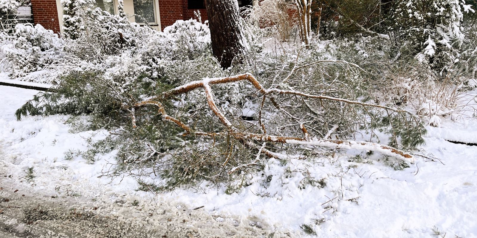 Gefahr durch Schneebruch: Vorsicht beim Betreten von Parks und Spielplätzen