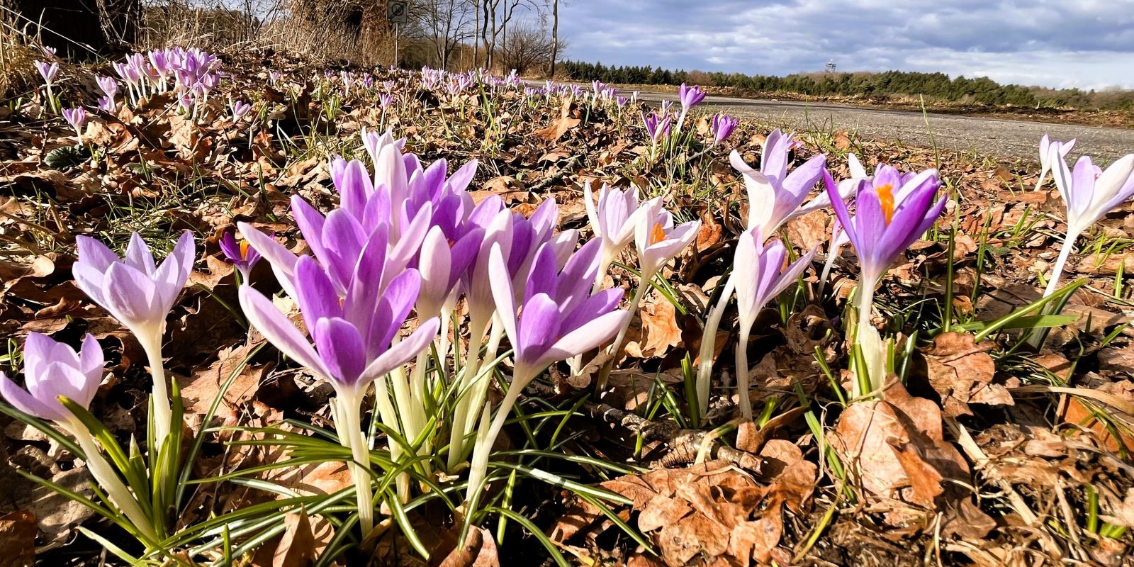 Sonntag war meteorologischer Frühlingsanfang: Die ersten Frühlingsboten sind schon da