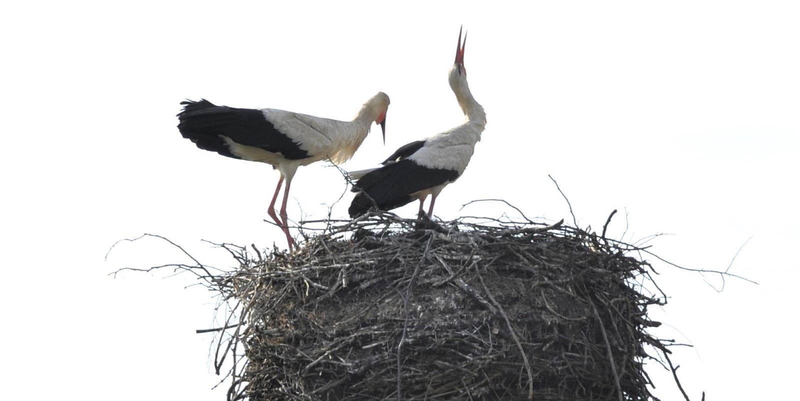 : Im Landkreis Harburg fühlt sich Meister Adebar wohl: Die Zahl der Jungstörche ist deutlich gestiegen. Foto: Landkreis Harburg 