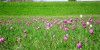 Nur für wenige Tage: Schachbrettblumen blühen auf dem Junkernfeld