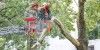 Spätfolge des Sturms: Feuerwehr fällt Baum an der Weusthoffstraße