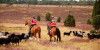 Sanitätsdienst zu Pferd: Reiterstaffel der Johanniter sucht Verstärkung