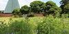 Förderung der Artenvielfalt: Langenbeker Friedhof bekommt Blühwiesen